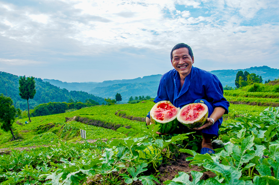 南川西瓜采摘季启动瓜农半天卖出15吨西瓜