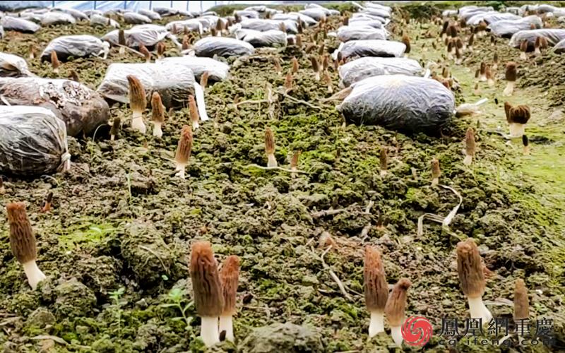 李健计划在羊肚菌+丝瓜种植基地上开发“种植=旅游”新模式