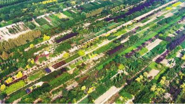 定州东亭镇苗木花卉基地绿意融融。今年，定州市财政投入9500万元用于京石高铁京港澳高速廊道提升等重点生态工程建设，吸引了26家苗木花卉种植公司、农民合作社、种林大户等参与到森林城市创建工作中来，社会投资超过3亿元。 河北日报通讯员 张祥龙摄