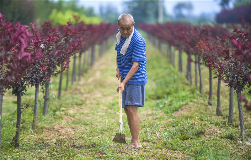 7月28日，景县俊营种植业农民专业合作社农民在苗木基地除草。
