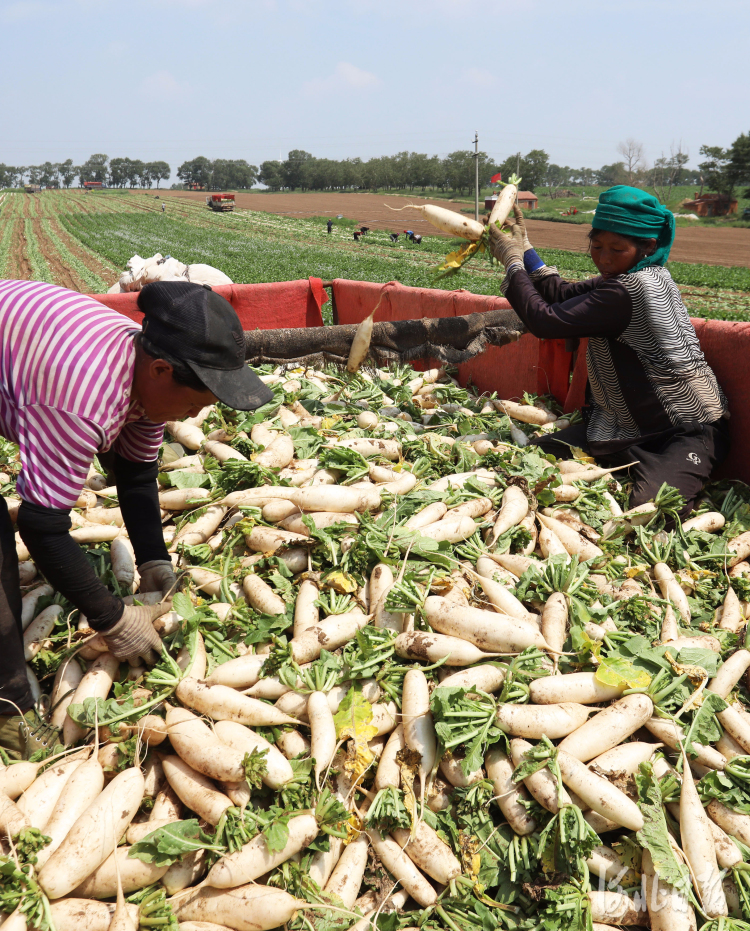 河北尚义:首批错季蔬菜丰收凤凰网河北_凤凰网