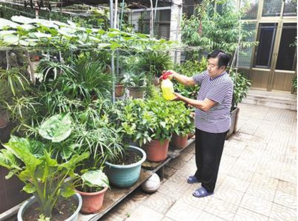 7月25日，在定州市开元镇小油村，村民曹保京正在浇花。定州市将森林城市创建与人居环境综合治理相结合，全力推进美丽庭院、村内街道绿化、环村林带建设等村庄整体绿化工作。 河北日报记者徐 华摄