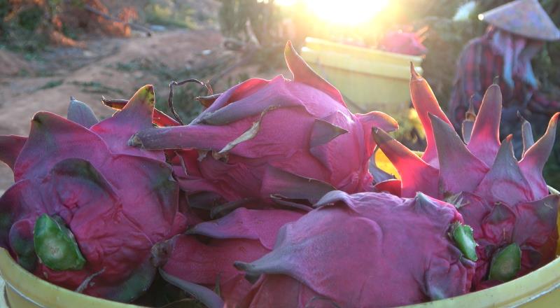 火龙果是凉性还是火性 9F691A80AE5D5A5AD7939CF3812B9673FE9E34CF_w800_h440.jpg