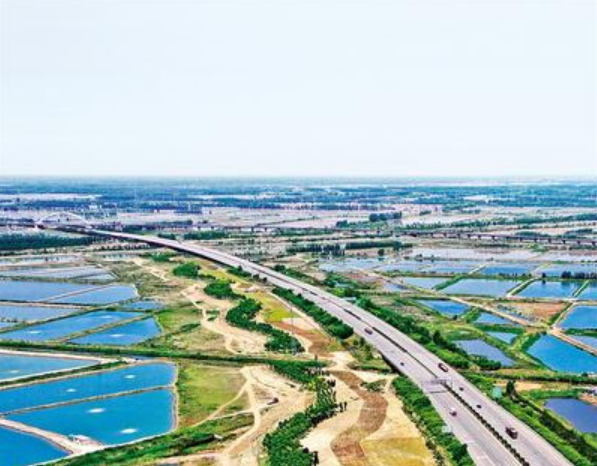 唐山至曹妃甸生态廊道曹妃甸段，苗木的翠绿和稻塘的蔚蓝相互交错，构成一幅优美和谐的生态画卷。河北日报通讯员 闫 军摄