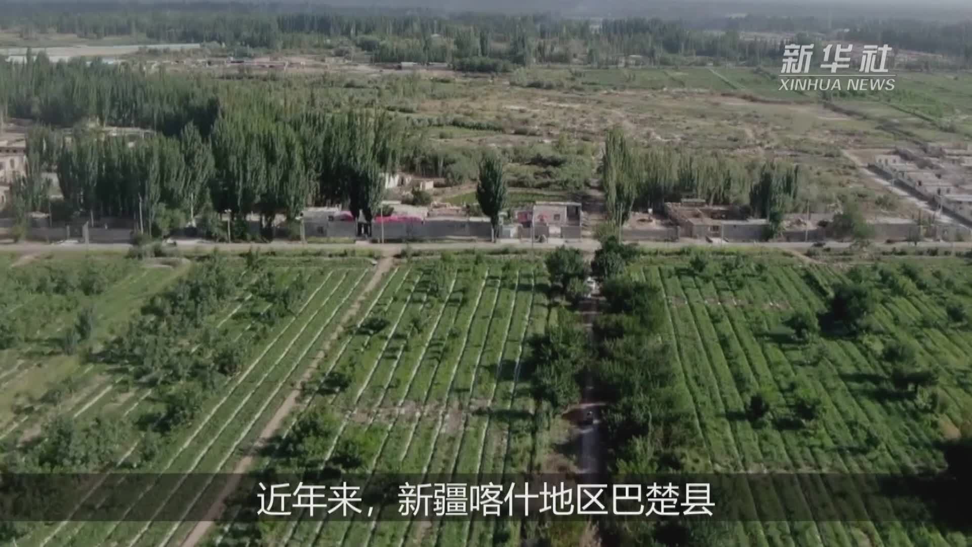 新疆巴楚“留香瓜”助农增收