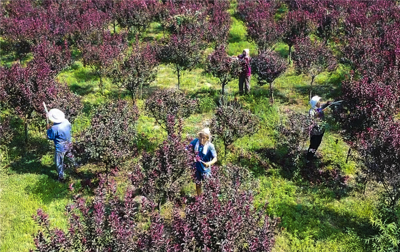 河北景县俊营种植业农民专业合作社农民在苗木基地修剪苗木（7月28日摄，无人机照片）。