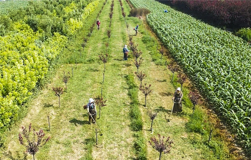 河北景县俊营种植业农民专业合作社农民在苗木基地除草（7月28日摄，无人机照片）。