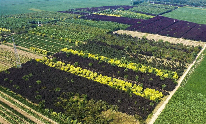 这是河北景县怡景元苗圃（7月28日摄，无人机照片）。