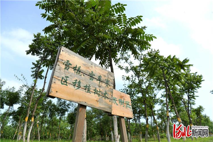 7月29日拍摄的北京冬奥会延庆赛区乔木迁地保护基地。