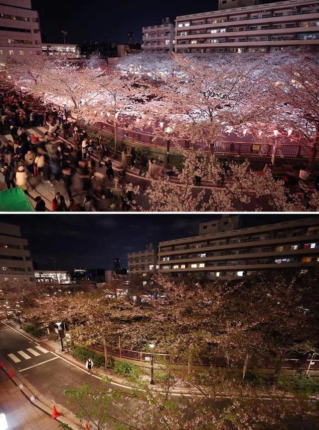 ▲拼版照片显示：（上）2019年4月3日，人们在日本东京欣赏目黑川沿岸的樱花。（下）2020年4月6日，日本东京目黑川沿岸行人稀少。（新华社记者 杜潇逸摄）
