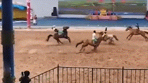 景区表演两马迎面相撞：演员直接飞出 马匹倒地不起