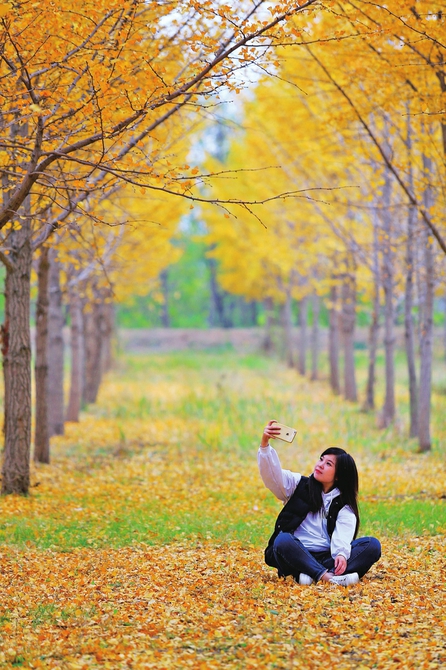 黄河泺口大坝上的银杏林成为济南人打卡的“网红”地。