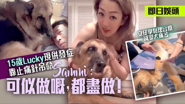 15岁爱犬生命倒计时 郑秀文夫妇24小时陪伴在侧