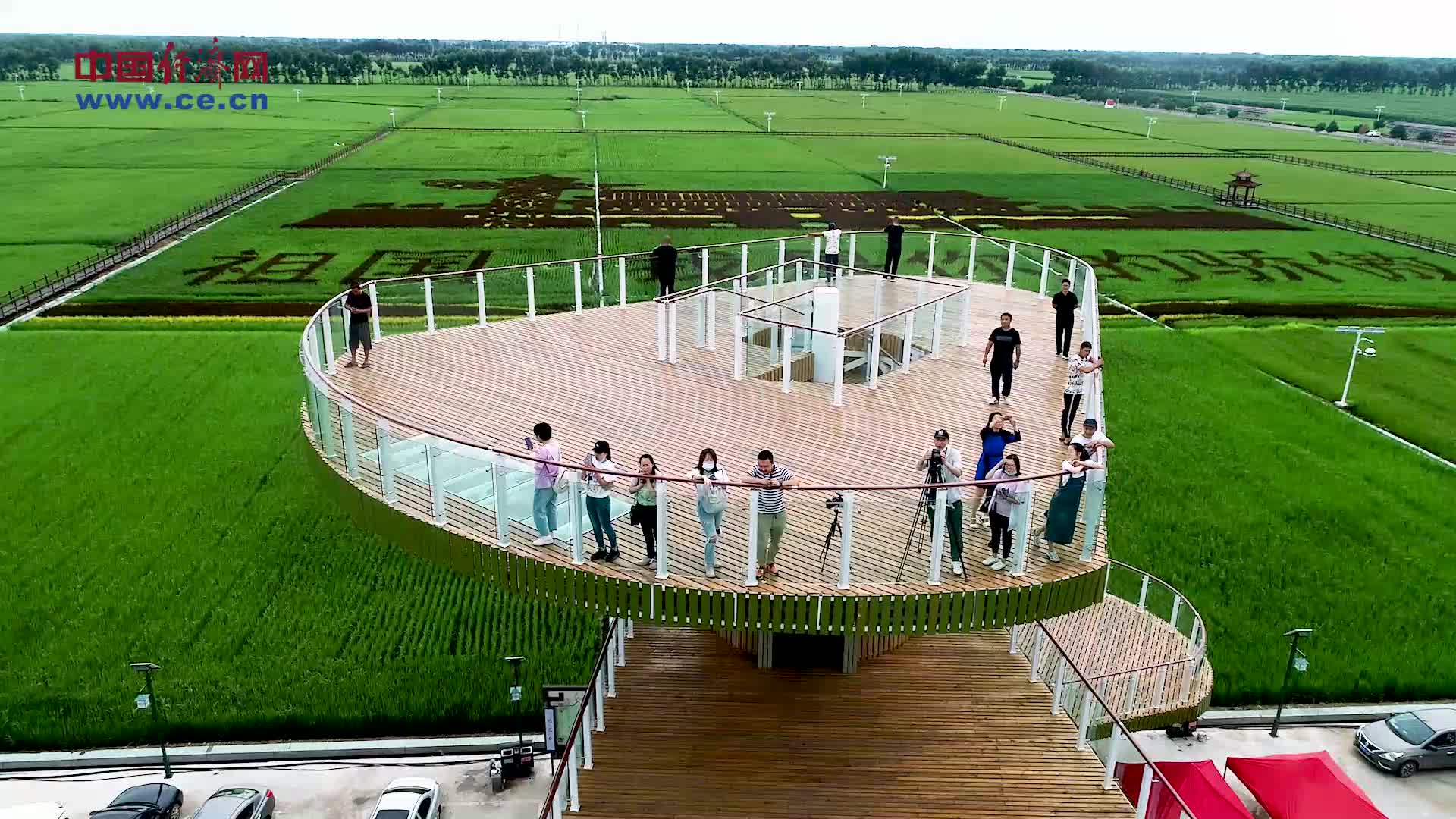 希望的田野:好力保镇"稻田画"描绘新美景