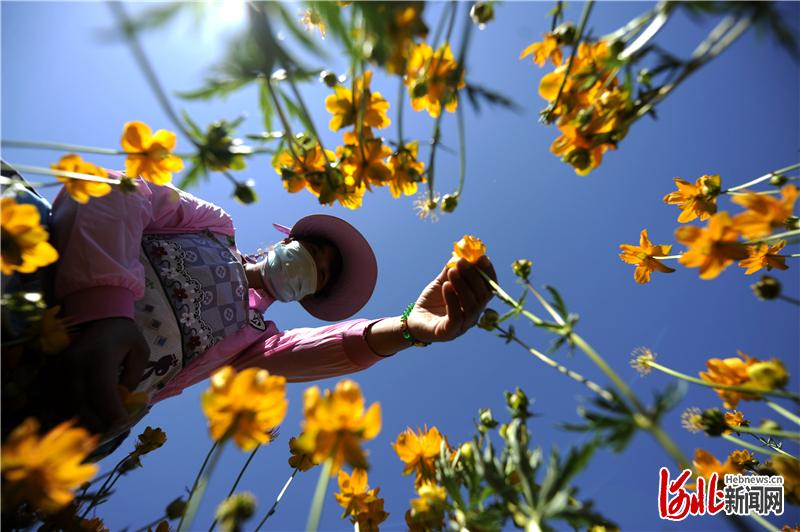 图为农民正在采摘金莲花。