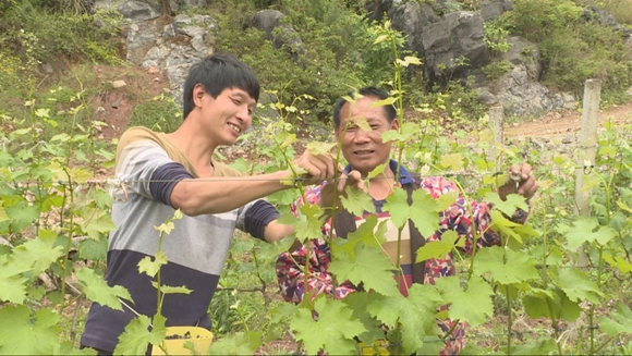 刘敬春发展葡萄产业增收致富。巫山县融媒体新闻中心供图