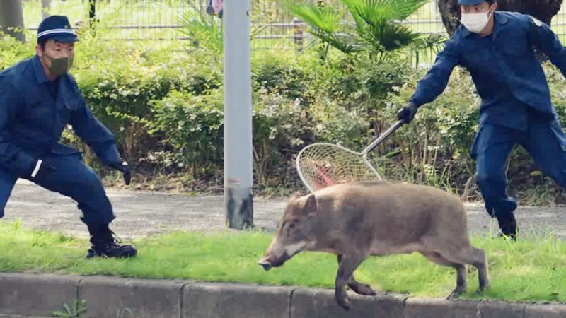 美领馆附近野猪出没 大批日本警察围追堵截忙抓猪