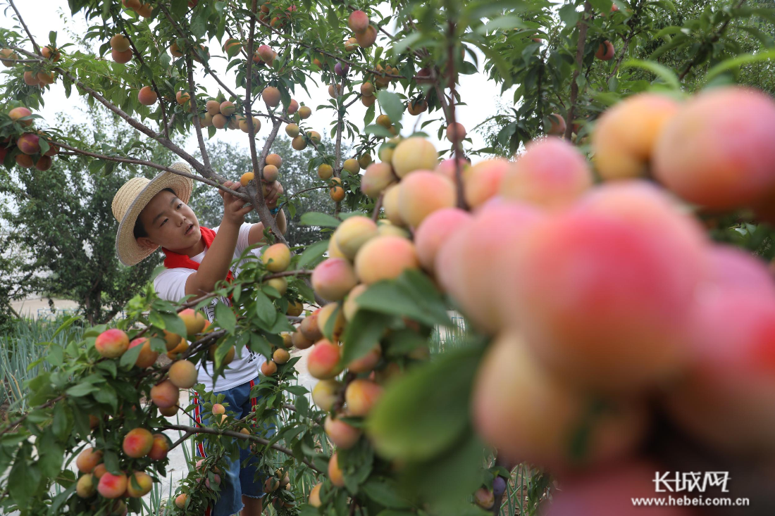 7月29日,丰润区刘家营乡明德小学的学生在校园内采摘李子.朱大勇 摄