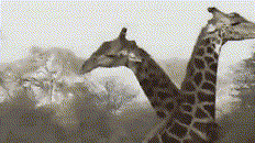 罕见！两只长颈鹿甩脖子搏斗头破血流 还猛踩对方