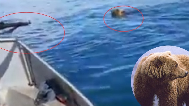 贝加尔湖熊“追杀”猎人 被船上的战斗民族一枪爆头