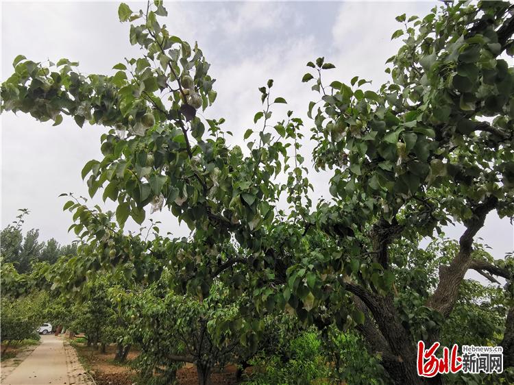 7月29日，魏县东南温村鸭梨种植园里的百年梨树。 河北日报记者王思达摄