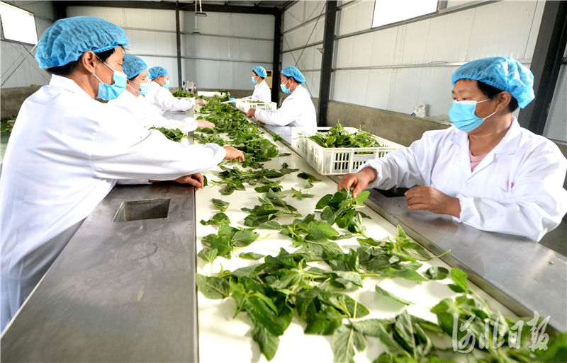 河北邢台:野菜种植富农家