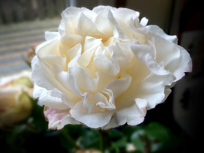 “Rose-Royce” 劳斯莱斯幻影玫瑰定制版发布