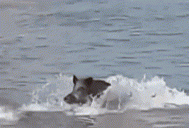 实拍：野猪从海上游来 上岸后袭击游客被打跑