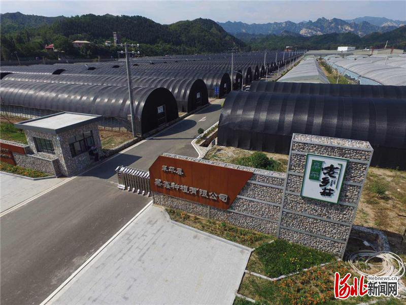 位于阜平县天生桥镇南栗园铺村的阜平县现代食用菌产业核心园区。通讯员 李秀芹摄