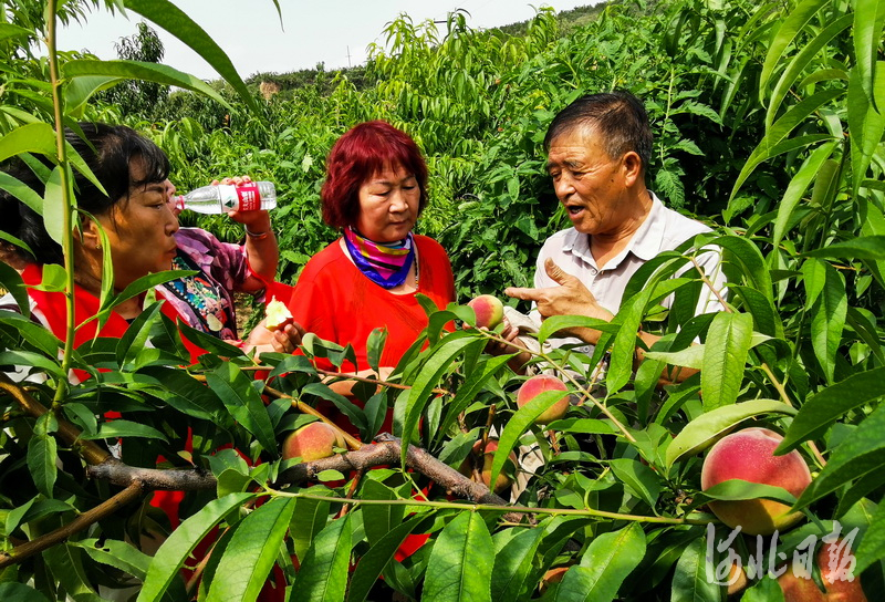 2020年8月12日，游客在河北省张家口市桥东区王家寨村桃林里采摘桃子。