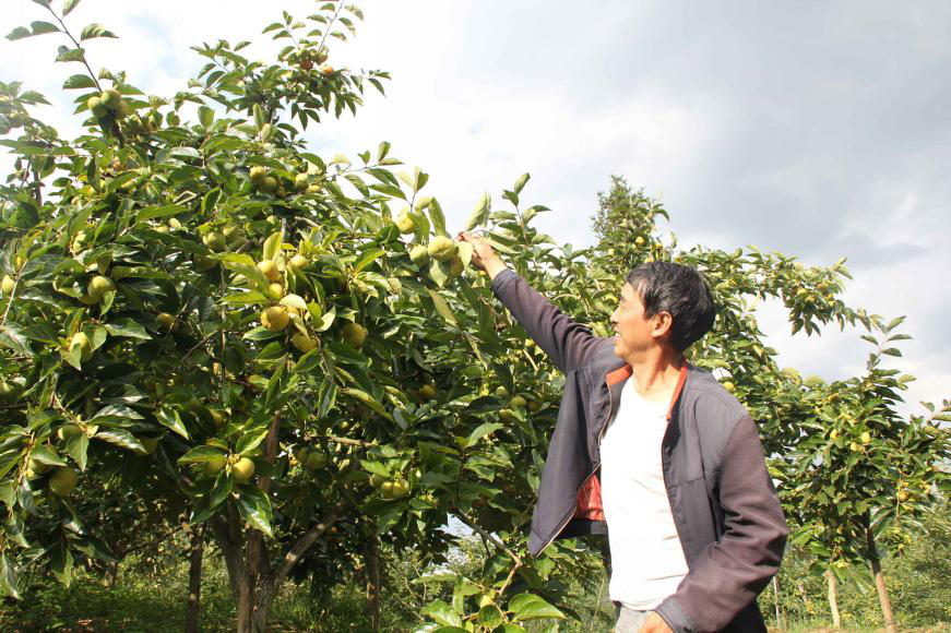 李树群在地里看甜柿的生长情况。央广网发 武隆区委宣传部供图