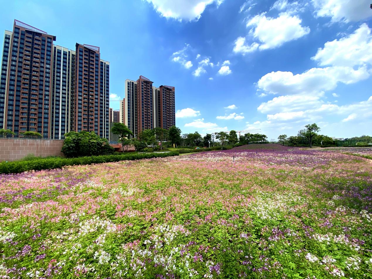 百万首付入主天河天河珠江花城全新三期即将发售