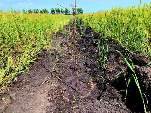 内蒙古一旗县铲毁2万多亩将熟麦子油菜，为完成退耕指标？