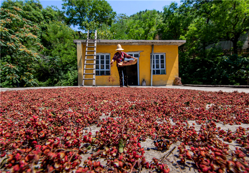 河北省武安市花椒进入收获季铺就农民致富路