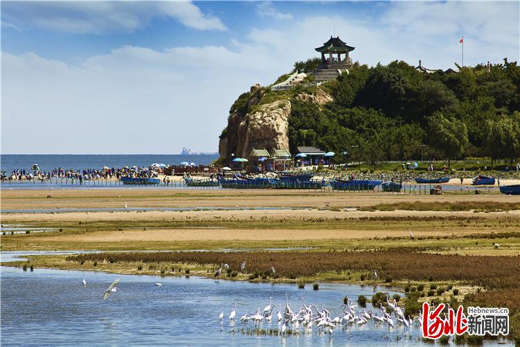 北戴河鸽子窝景区沙软潮平,候鸟翩跹。北戴河区委宣传部供图