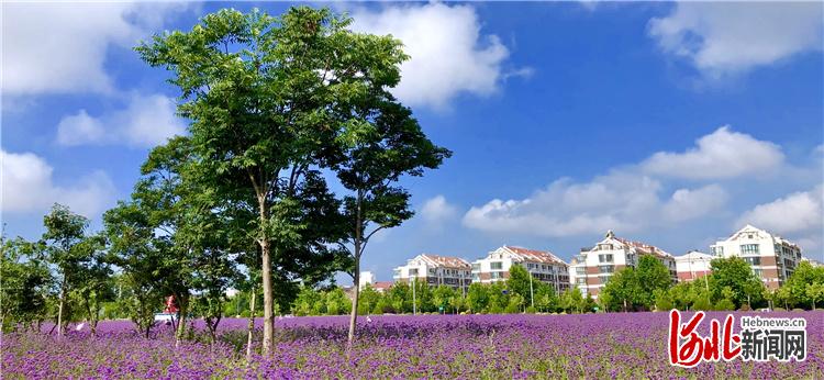 北戴河进缝插绿,全力做好裸露地块治理,紫色的马鞭草花海和蓝天白云、绿树红瓦相映成趣,唯美和谐。北戴河区委宣传部供图