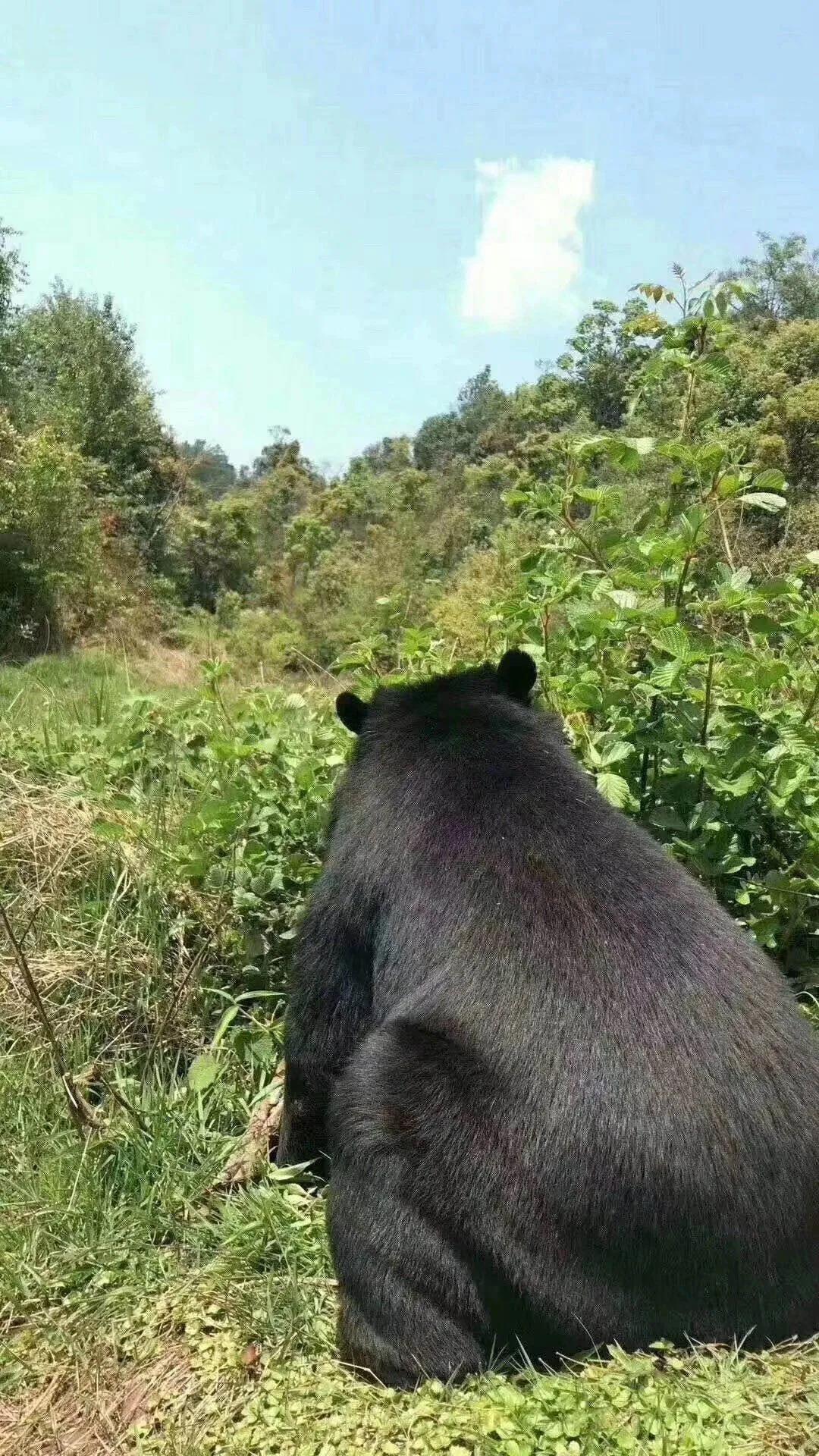 云南一老人上山捡菌碰到黑熊 吓懵滚下百米山坡受伤