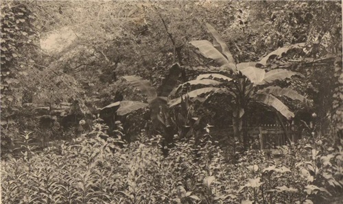 图2：清末时期鹤柴院内的花草