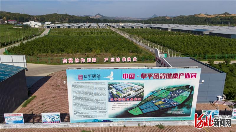 图为硒鸽养殖已经成为当地农民致富增收的新型产业。河北日报记者田明摄