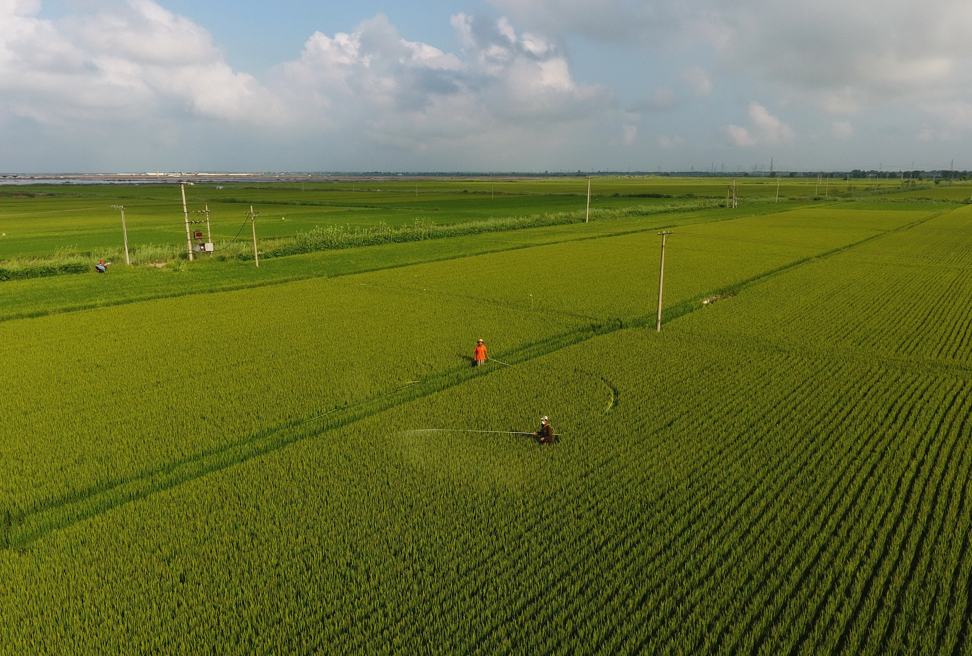 河北唐山稻田美如画