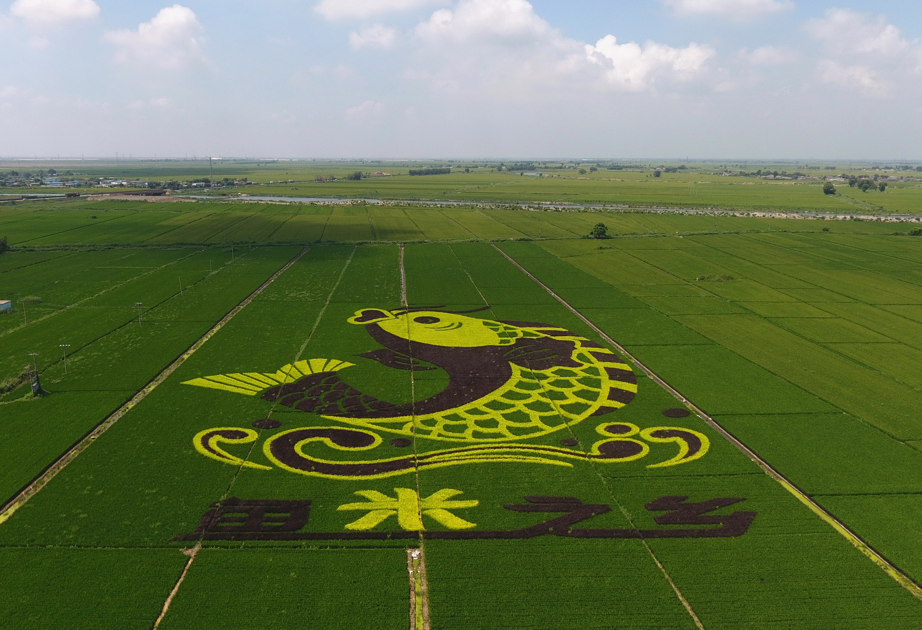 海港经济开发区王滩镇与乐亭县马头营镇交界处的稻田画(无人机照片)