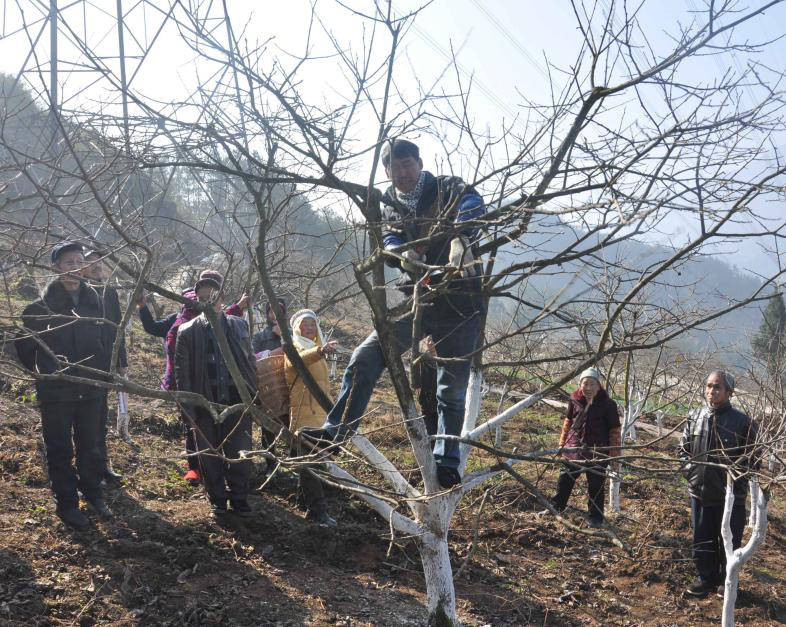 李树群和村民们在地里干活。央广网发 武隆区委宣传部供图