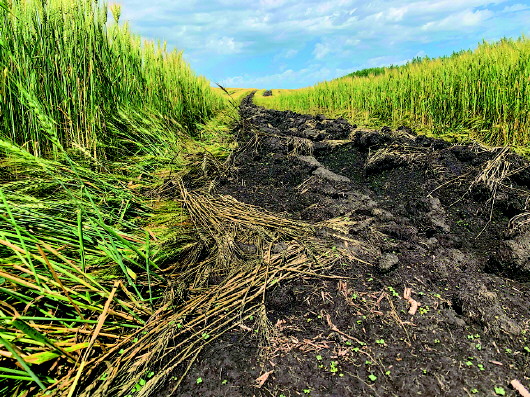 8月2日，陈巴尔虎旗特尼河林场一处被毁的麦田。