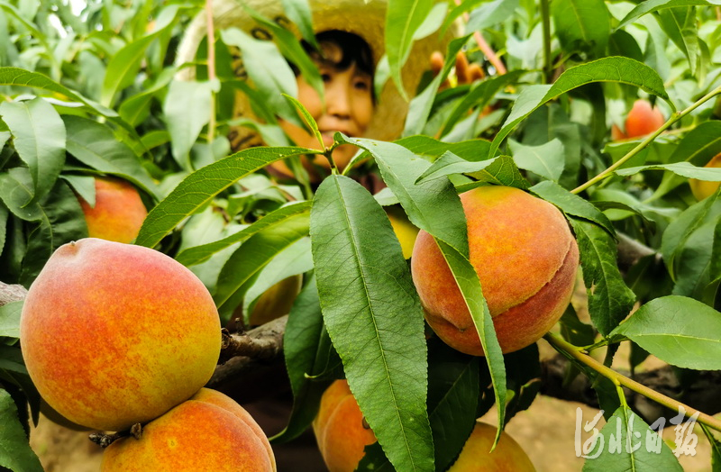 2020年8月12日，河北省张家口市桥东区王家寨村村民在桃林采摘桃子。