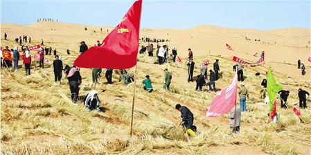 八步沙压沙现场 资料图片