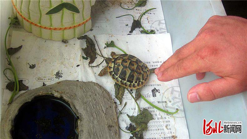 图为刘某在网上非法出售的野生赫曼陆龟.通讯员李慧峰摄