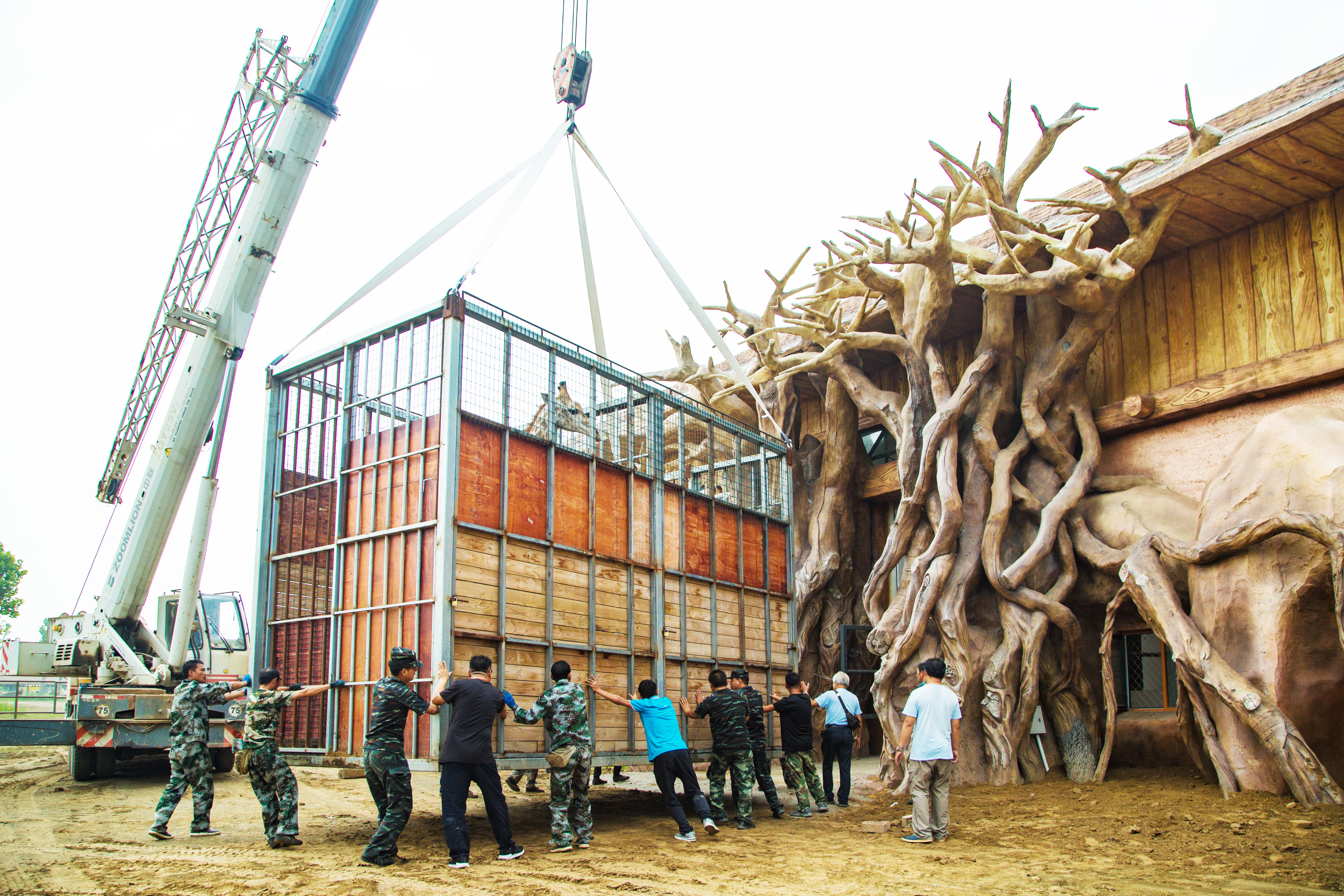 泉城欧乐堡动物王国30头长颈鹿乔迁新居