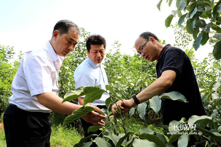 临城绿岭老总_临城绿岭核桃小镇(3)