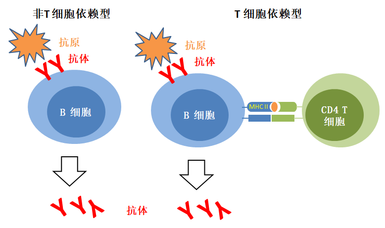 假设是完整的病毒遇上了b细胞,那么只有那些装备有识别病毒表面抗