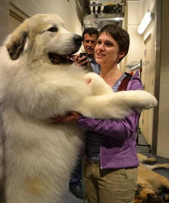 比利牛斯山犬的外号是大白熊 凤凰网
